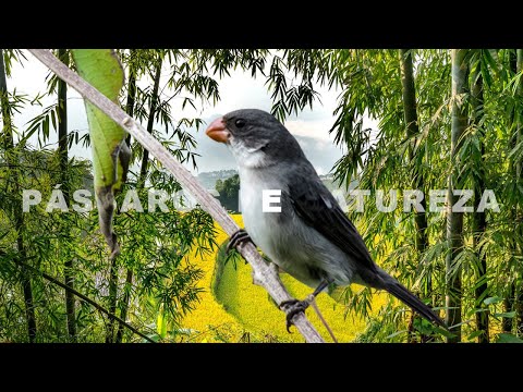 CHORÃO CHAMANDO E CANTANDO PARA FOGUEAR O SEU CHORÃO