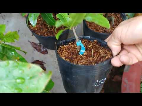 Cách Tưới Nước Tốt Cho Cây Mai Con