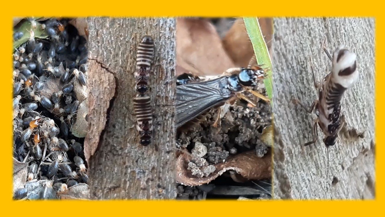 Minidoc: A reprodução dos cupins