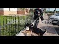 Județul Constanța Continuă Căutarile Copilului Din Localitatea Pecineaga Galerie Foto Video