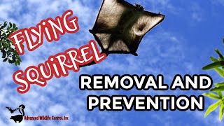 FLYING SQUIRREL | REMOVAL AND PREVENTION | ADVANCED WILDLIFE CONTROL
