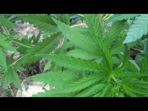 "The Master" - Master Kush (6 weeks) (Nirvana)