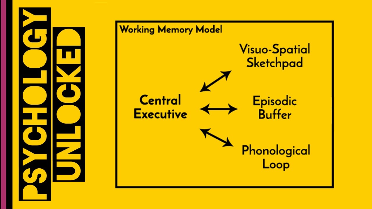 Working Memory (Baddeley & Hitch, 1974)