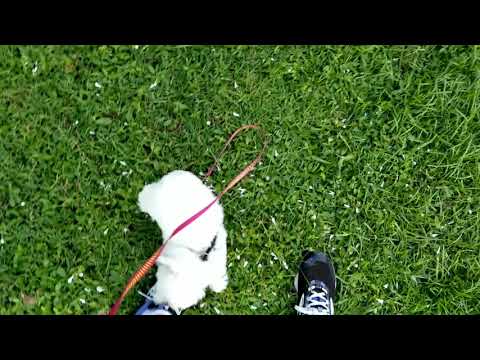 Puppy Training Vero Beach. Preventing Dog Bites and Nips. Ankle Biter Warning!