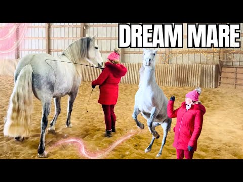 Free Spirit Equestrian and Durancik Liberty Horses