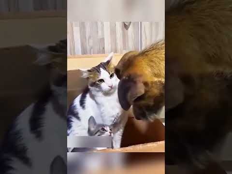Cat fighting with dog's #cats #catvideos #catlovers #dogfight #catcomedy #doglover