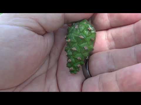 Identifying Scots pine