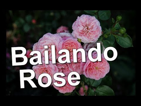 Bailando Rose