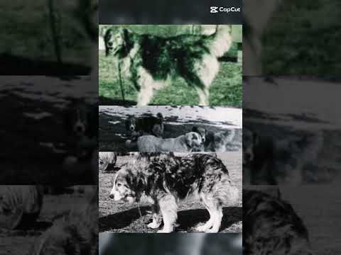 câine ciobănesc carpatin linie veche