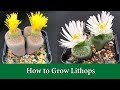 How to Water & Care For Lithops 'Living Stones' - Includes When to water, Light, Soil, Fertiliser.