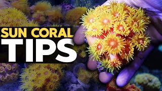 Secrets of Sun Coral & Dendro Care!! (ft @lifeofacoral)