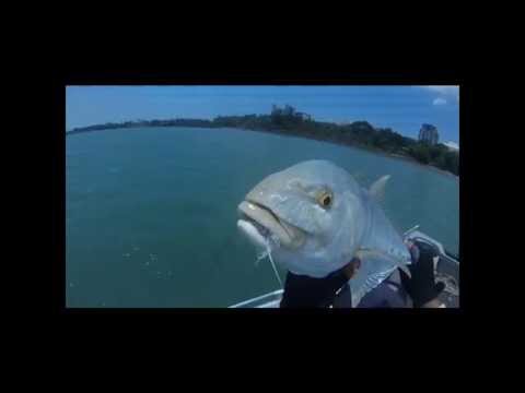 Darwin Harbour Goldens