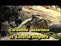 Coronella Austrica Vs Lacerta Vivipara