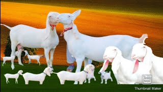 Download Lagu animal video cow sound fowl sound duck sound world animals videos Thumbnail