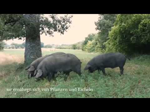 , title : 'Schwarzes Schwein von Parma'