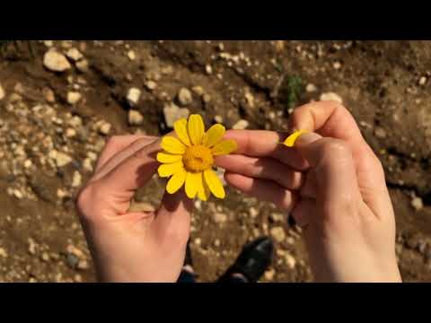 Rafael Moreno - Ayahuasca Cura