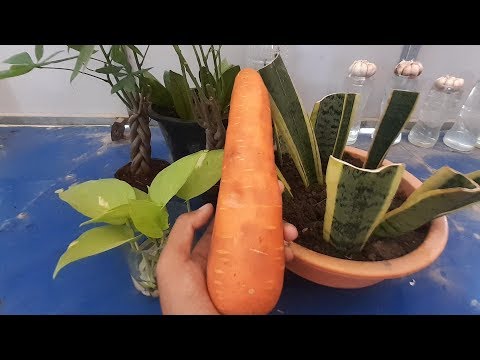 download lagu mp3 mp4 Natural Carrots, download lagu Natural Carrots gratis, unduh video klip Natural Carrots