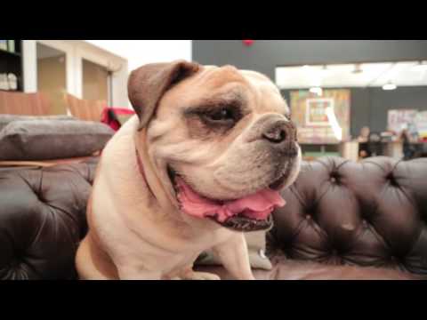 image-Are Bulldogs a good family dog?