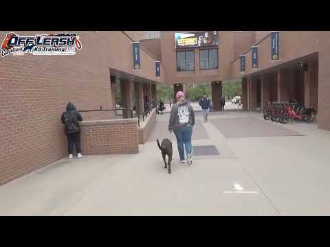 Kona | 1 Year Old Chocolate Lab | Best Dog Trainer Cleveland, Ohio |