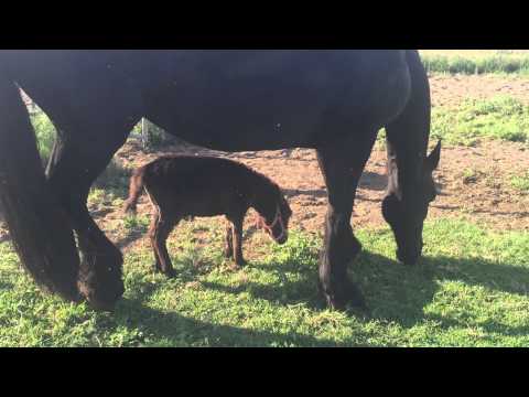 Faith Martin's Big Friesian Horse 'Best Friends With New Mini Donkey!
