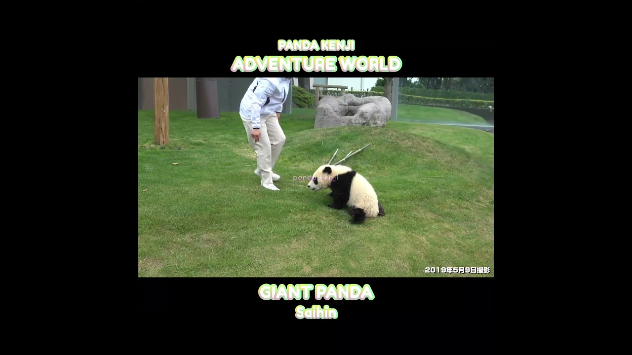 引っ張ってくれたけど、落ちる赤ちゃんパンダ♥ #彩浜 #アドベンチャーワールド #shorts