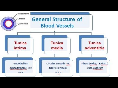 4 vascular system: histology of arteries and veins 2021
