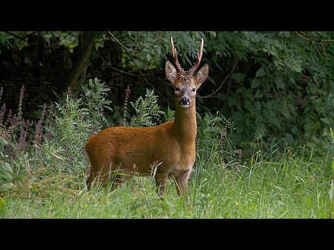 HUNTING ROEBUCK - Big bucks in the rut - Calling roebuck
