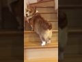 Corgi portaissa