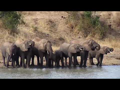 Djuma: Elephants getting a drink - 13:59 - 06/17/20