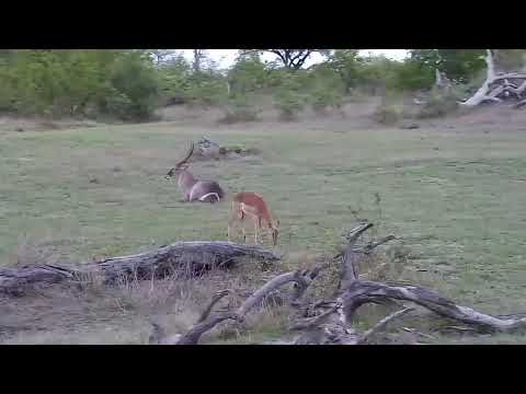 Djuma: Waterbuck bull and Impala - 18:06 - 11/09/21