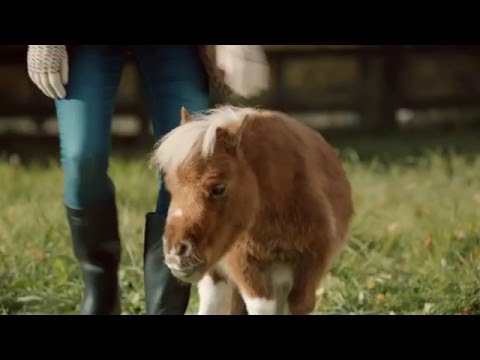 Amazon Prime - Lonely little horse advert