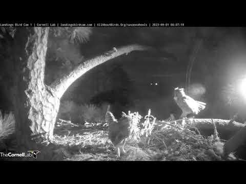 Great Horned Owl pair visits the Savannah Nest overnight!