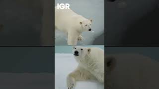 $5,000 Fine For Waking Up A Polar Bear | IGR | India Global Review