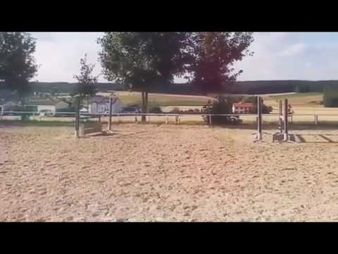 Rennpferd abtrainieren