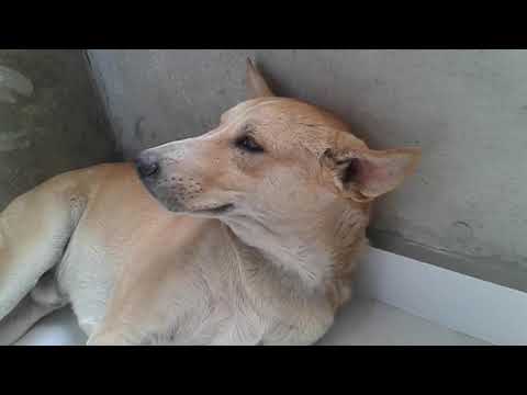 Sikandar got sad when I wake him up.