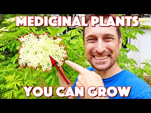 These Medicinal Herbs And Plants Anyone Can Grow Are AMAZING!!