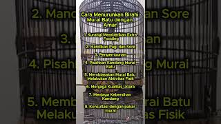 Download lagu cara menurunkan birahi murai batu #muraibatu mp3