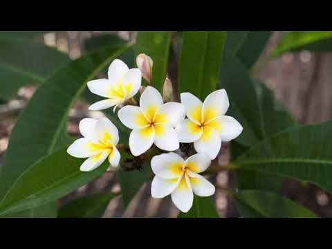 Samoan Wedding Medley