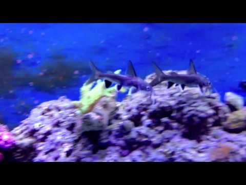 Black Fin Sharks in a Reef Tank