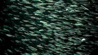 見えない糸でひっぱられている魚 とは Okwave