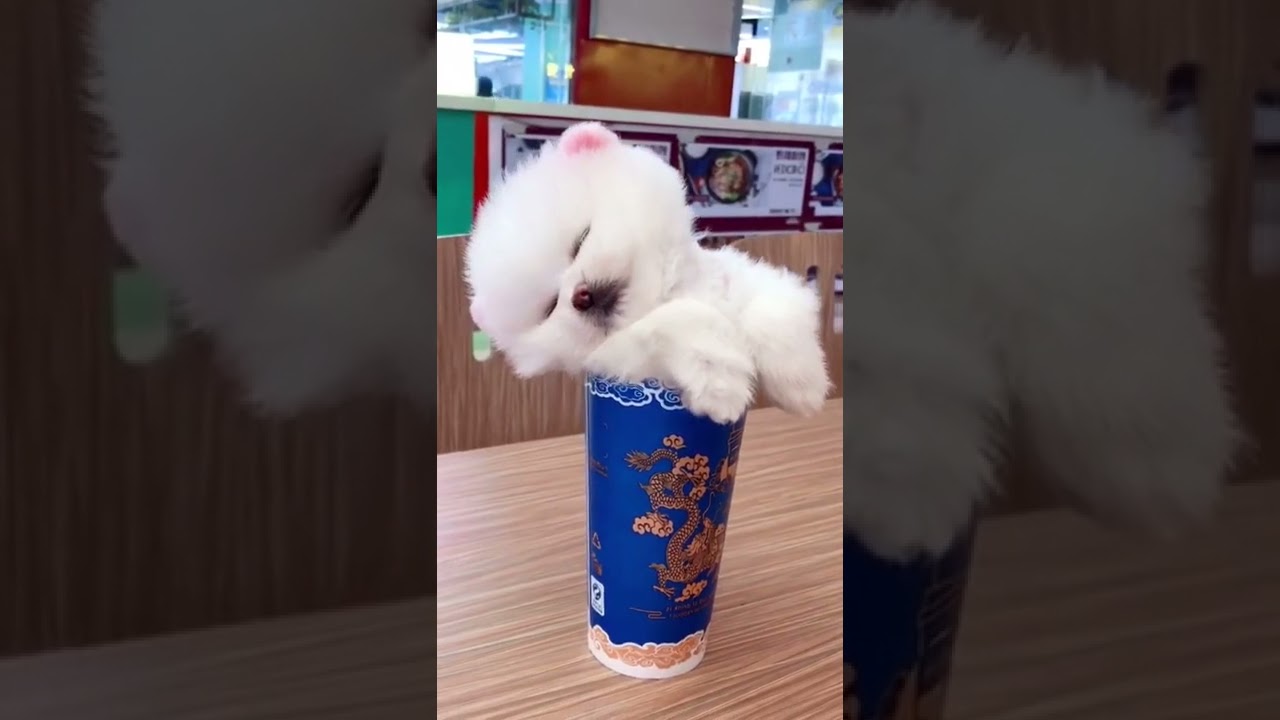 Aww cute dog videos | she is sleeping 