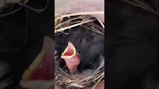 Download lagu First Sparrow Chicks in the Clay Nest! 🐣❤️#Sparrow #BirdNest #Nature #Birds #Shorts mp3