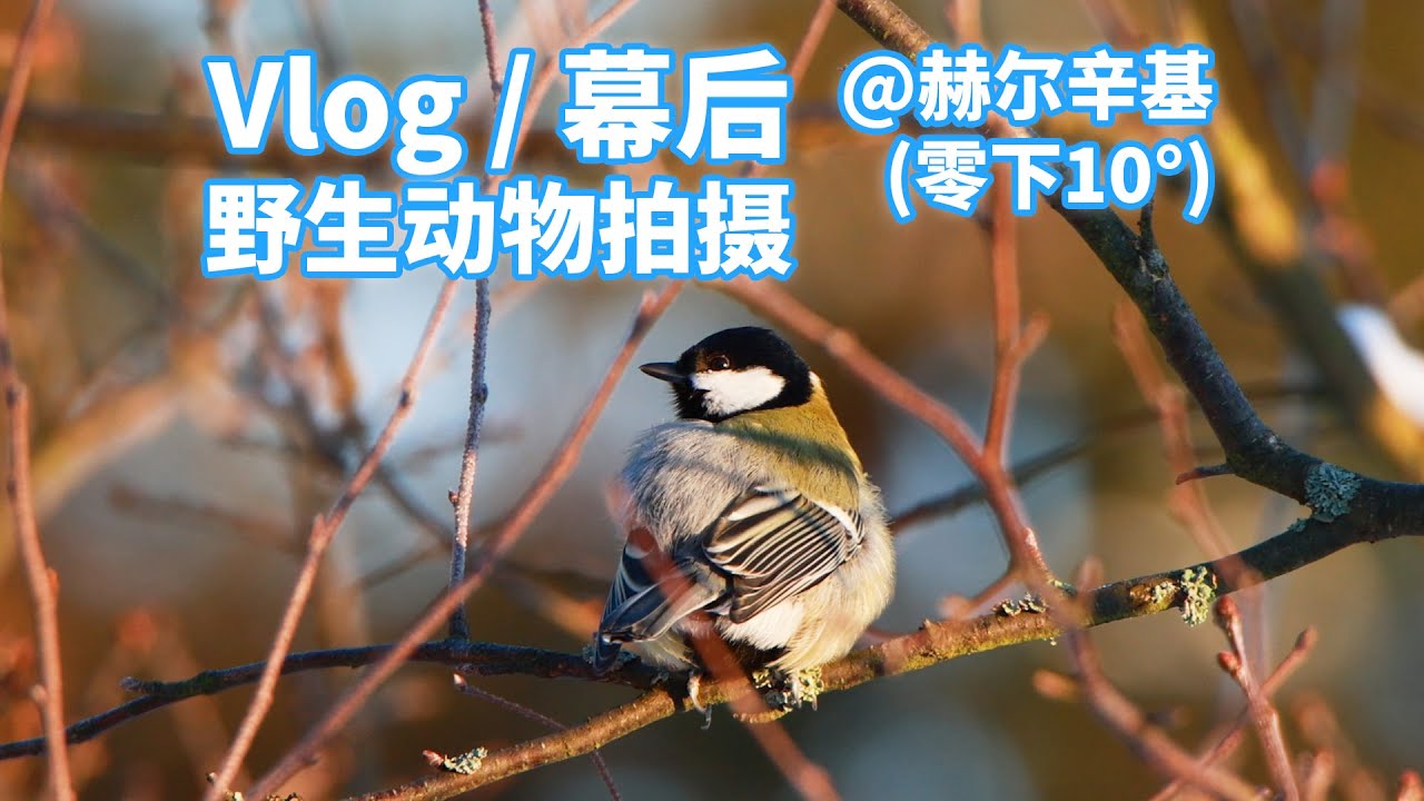 【Vlog】北纬60度的冬天都能拍到啥小动物？佳能EOS R6 + 腾龙150-600 G2，野生动物寻觅拍摄，片尾有样片。