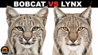 What Is The Difference Between Bobcats And Lynxes