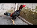 Ayam BK Phakoy Usia 6 Bulan Manekchicken