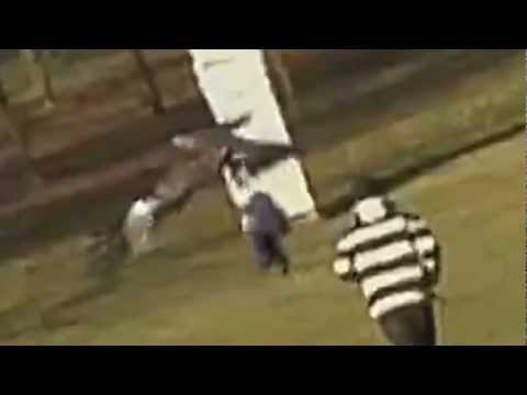 Adler schnappt sich ein Baby ist Fake - Golden Eagle Snatches Kid - Fake