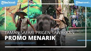 Taman Safari Prigen Tawarkan Promo Menarik, Bisa Digunakan hingga 3 Bulan seusai Pembelian Tiket