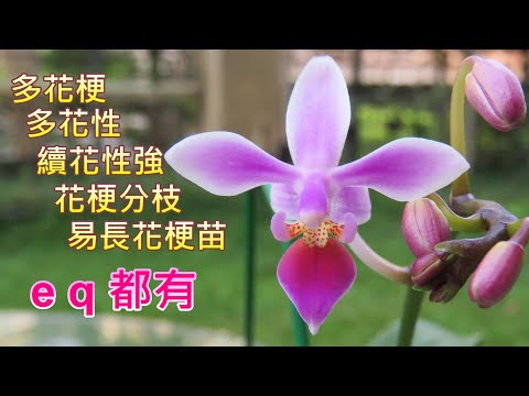 eq蝴蝶蘭