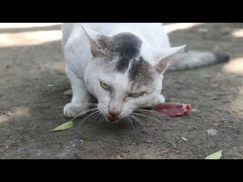 Cat and chicken fight