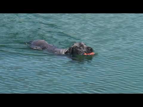 Hasenhirsch Aziz feiert seinen 12.Geburtstag am See.